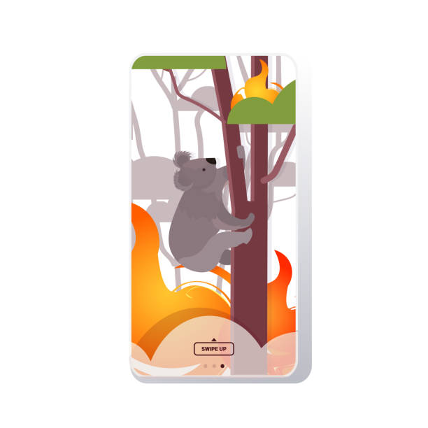 istock koala climbing tree forest fires in australia animals dying in wildfire bushfire natural disaster concept intense orange flames smartphone screen mobile app 1199455936