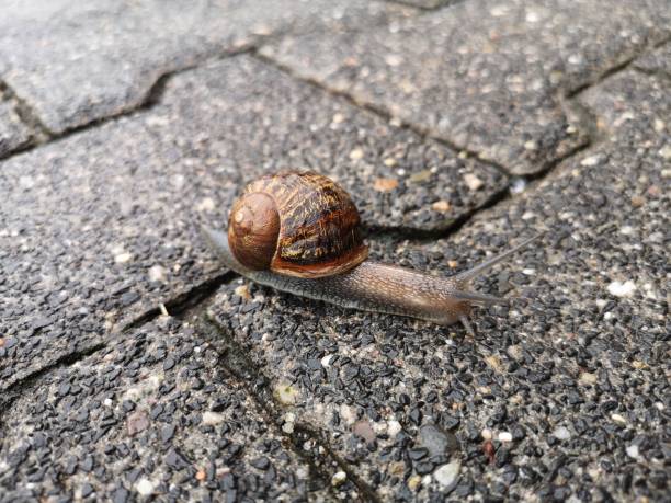 istock Snail with beautiful house moving on a wet stone pavement 1199456652