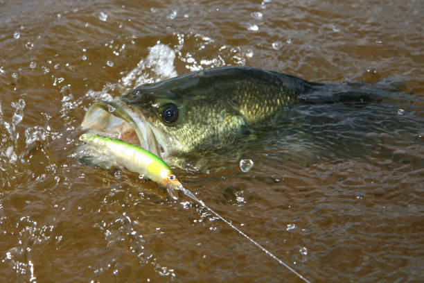 lobina negra 99 - smallmouth bass fotos fotografías e imágenes de stock