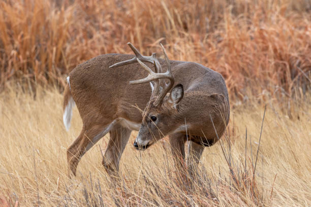 istock Whitetail Deer Buck in Autumn 1199458814