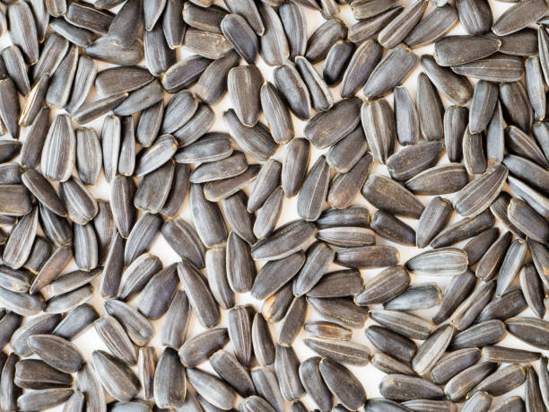 istock Carpet of sunflower seeds on white background. 1199458926