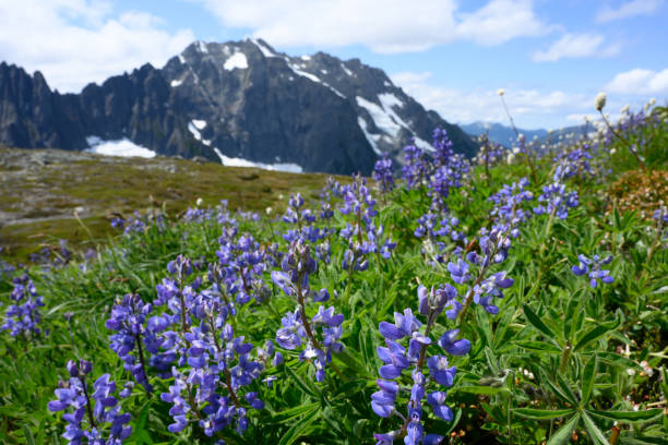 flor roxa do lupine no prado alpino em cascatas nortes - montana mountain lupine meadow - fotografias e filmes do acervo