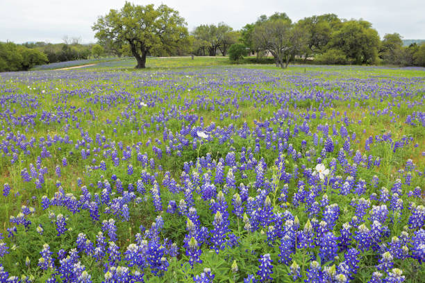 istock Bluebonnet Field - Texas Hill Country 1199459395