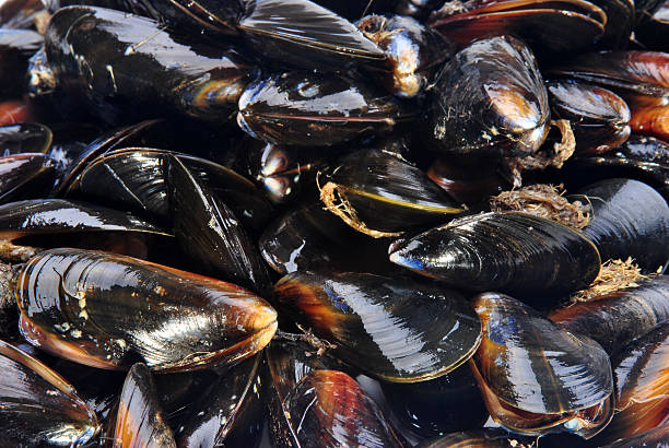 istock cooked and opened organic mussel ready to eat 119945987