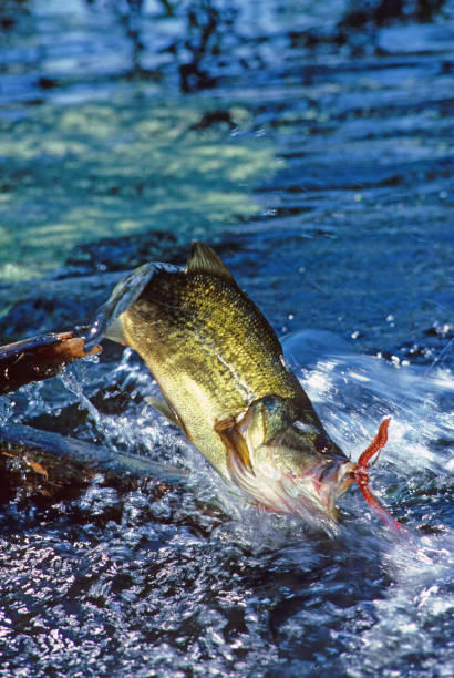 istock Largemouth Bass 1801 1199461870