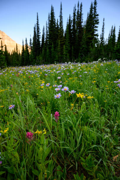 목초지에서 두꺼운 잔디와 야생 꽃 - landscape montana wildflower flower 뉴스 사진 이미지
