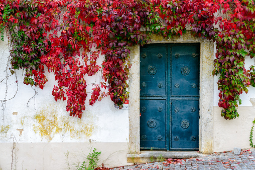 Steel colored door of a typical Portuguese house in the autumn season with red and green ivy leaves around the door frame