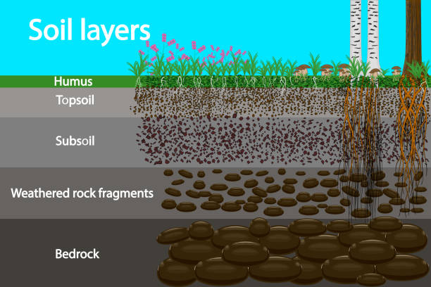 Soil layers. Diagram for layer of soil. Soil layer scheme with grass and roots, earth texture and stones. Cross section of humus or organic and underground soil layers beneath. Stock vector illustration bedrock stock illustrations