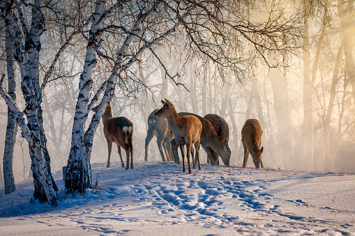 The sika deer in the snow of birch forest in the morning light