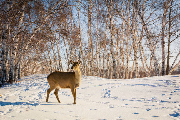 Close up of a beautiful deer in the new fallen snow Close up of a beautiful deer in the new fallen snow roe deer frost stock pictures, royalty-free photos & images