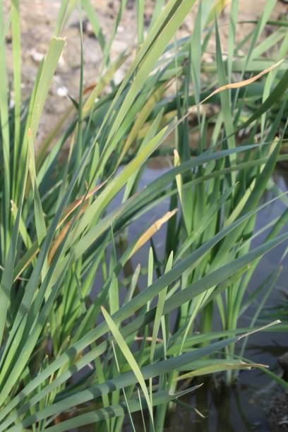 istock TYPHA DOMINGENSIS - MISSION CREEK P - 122119 C 1199464338