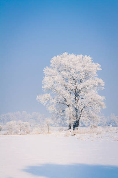 istock A single rime in the snow 1199465027