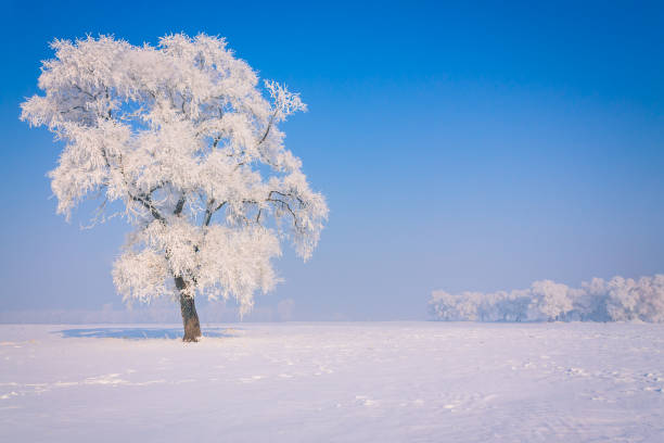 istock A single rime in the snow 1199465064