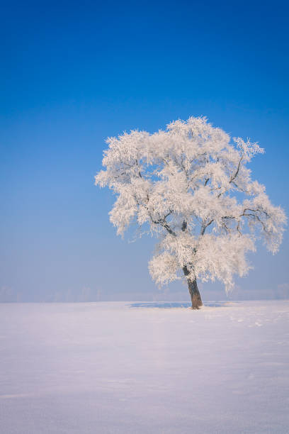 istock A single rime in the snow 1199465073