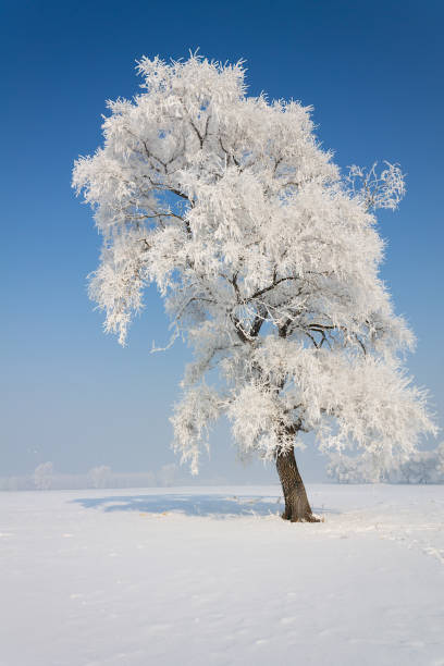 istock A single rime in the snow 1199465081