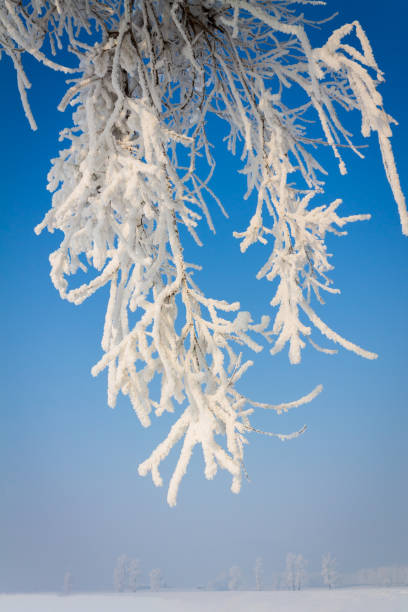 istock A single rime in the snow 1199465098