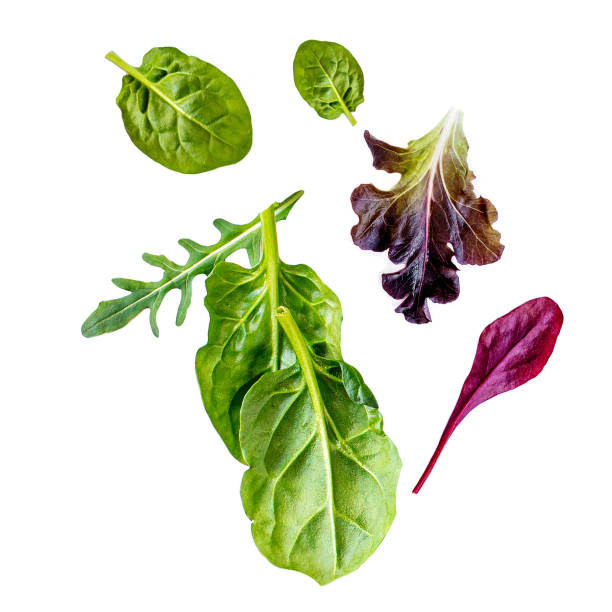 flying salad leaves isolated on white background. assortment of green  salad with arugula, lettuce, chard, spinach and beets leaf. - arugula salad herb organic imagens e fotografias de stock