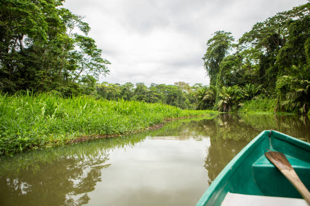 トルトゥゲーロ・コスタリカ熱帯雨林 - forest canal tropical rainforest river ストックフォトと画像