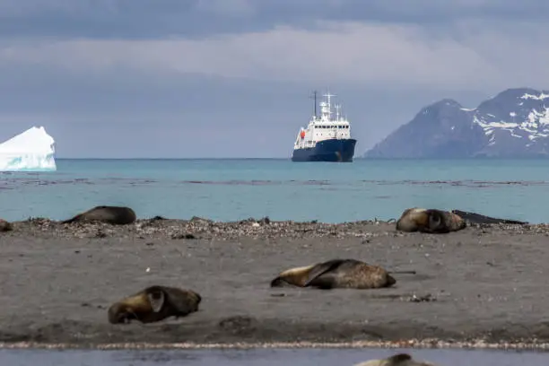 Furseal is lying on the beach with a passenger ship anchored in background