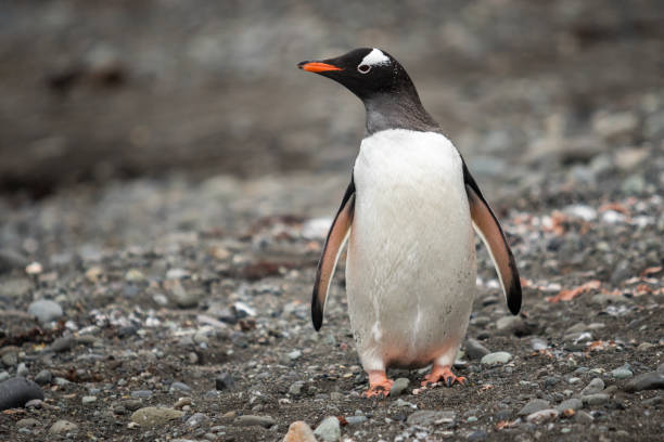 istock Gentoo penguin is staying on a stone beach in Antarctica 1199466800