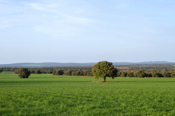 Green meadows in Castilla La Mancha, Spain