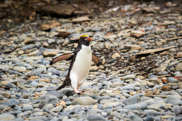 istock Macaroni penguin is staying on a stone beach in Antarctica 1199466893