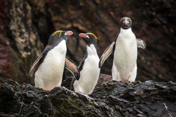 istock Three Macaroni penguins on a rock on South Georgia 1199466984
