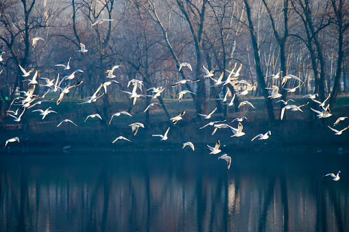 Flock of seagull birds flying above the park and lake in winter, with tree reflections in water