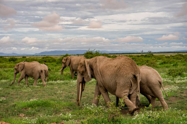 istock Elephants in Amboseli National Park in Kenya 1199467381