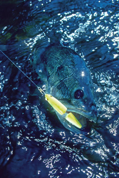 istock Largemouth Bass 2625 1199467560