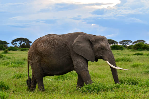 istock Elephants in Amboseli National Park in Kenya 1199469002