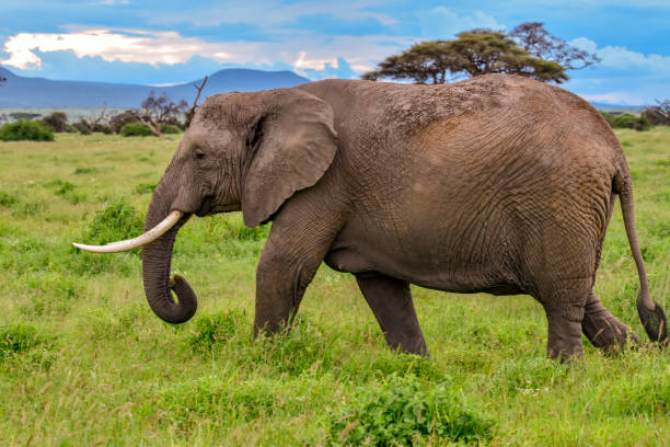 istock Elephants in Amboseli National Park in Kenya 1199469072