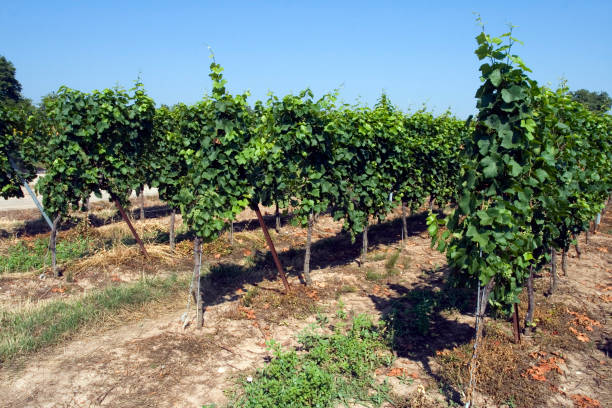 Vineyard in Alsace stock photo