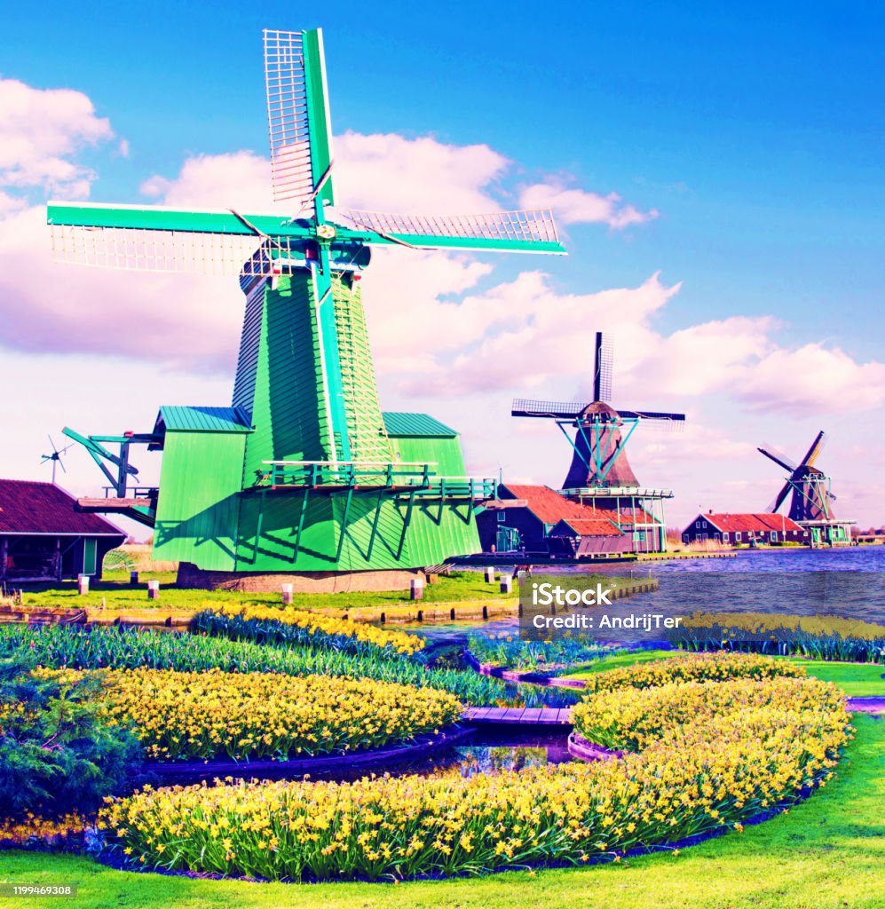 Phong Cảnh Mùa Xuân Kỳ Diệu Với Hoa Văn Giường Hoa Và Cối Xay Gió Ở Hà Lan  Châu Âu Hình ảnh Sẵn có - Tải xuống Hình ảnh Ngay bây giờ -
