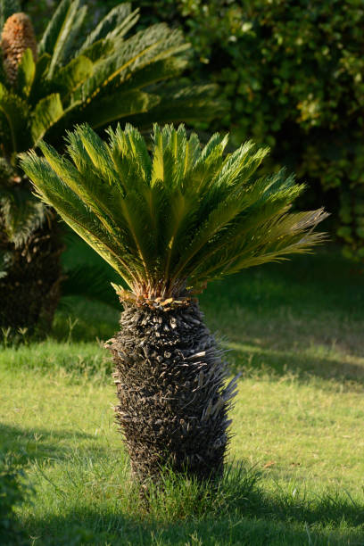 istock Small palm tree in a nice grassy garden 1199469373