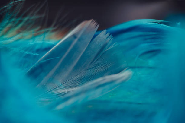 istock Close up Beautiful blue Bird feather pattern on a bokeh background for texture design. 1199470171
