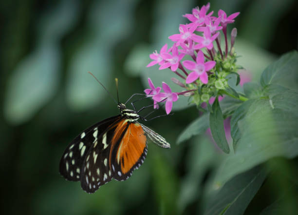 istock Malay Lacewing butterfly 1199470568
