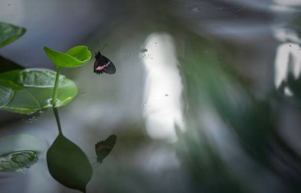 istock Malay Lacewing butterfly 1199470589