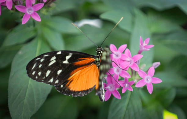 istock Malay Lacewing butterfly 1199470671
