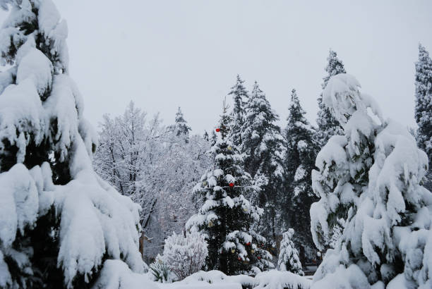 Frozen pine tree in early morning with snow on it