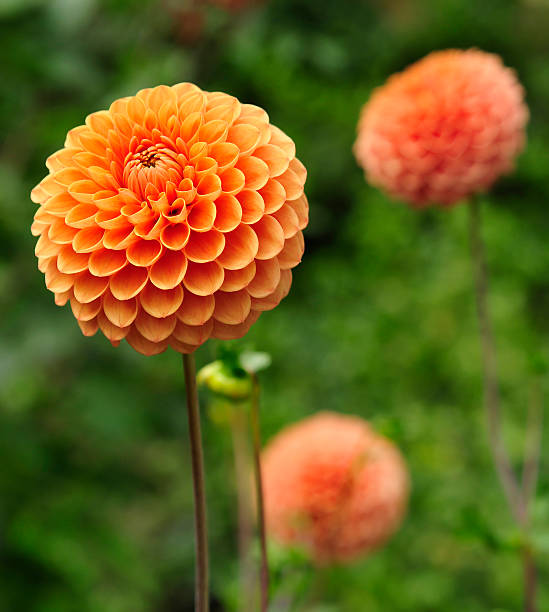 Abstract macro top view close-up of a yellow-pink pastel colored Dahlia flowerhead with shallow DOF