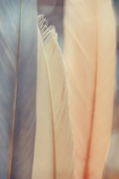 istock Beautiful Bird feather on a bokeh background.  Pattern background for texture design. 1199472141