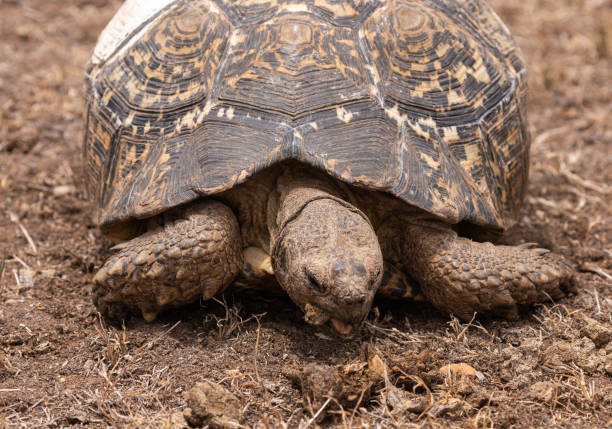 istock Tortoise, south africa 1199472486