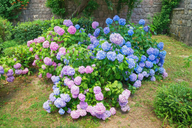 fiori di ortensia (hydrangea macrophylla) nel parco - hydrangea gardening blue ornamental garden foto e immagini stock