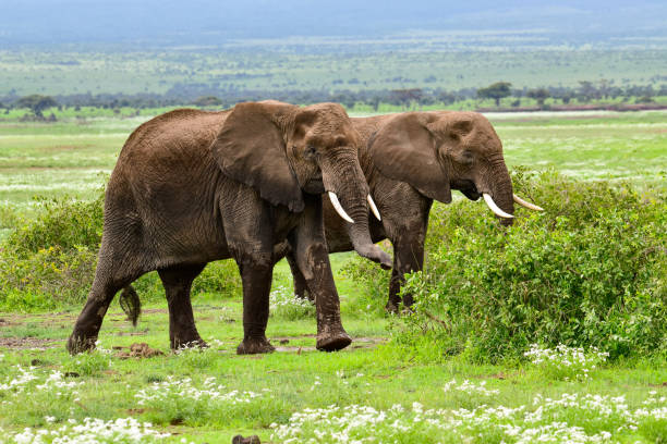 istock Elephants in Amboseli National Park in Kenya 1199473729