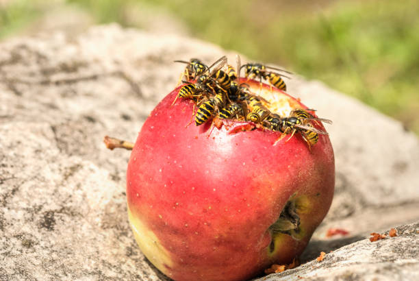 vespa que come maçã podre caída na terra - rotting fruit wasp food - fotografias e filmes do acervo