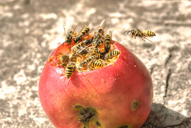 vespa que come maçã podre caída na terra - rotting fruit wasp food - fotografias e filmes do acervo