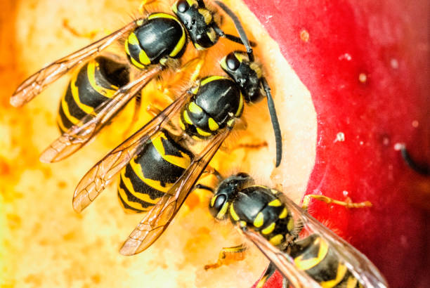 close up vespa comer fallen rotten apple - rotting fruit wasp food - fotografias e filmes do acervo