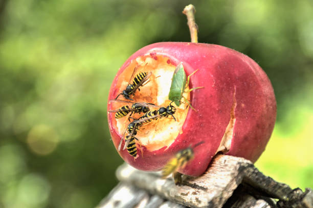 giant hornet is gnaw the fruit of quince