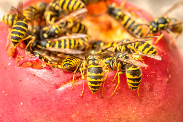 istock Close Up Wasp Eating Fallen Rotten Apple 1199473818